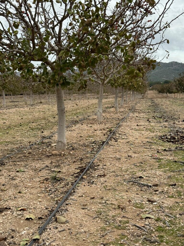 Detalle de riego por goteo en pistachos