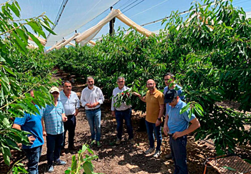 Mallas protectoras y regadío para cerezos