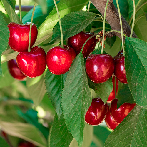Mallas y riego cerezas