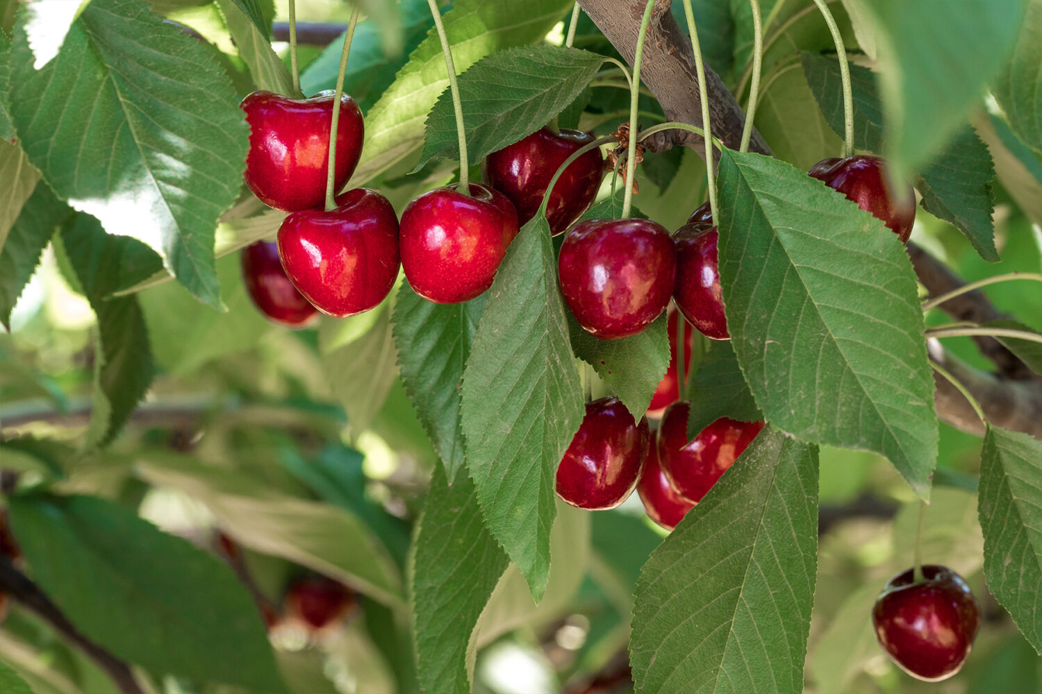 Riego y mallas para cerezas